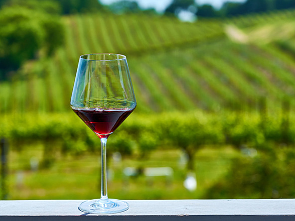 glass of red wine with vineyard in background